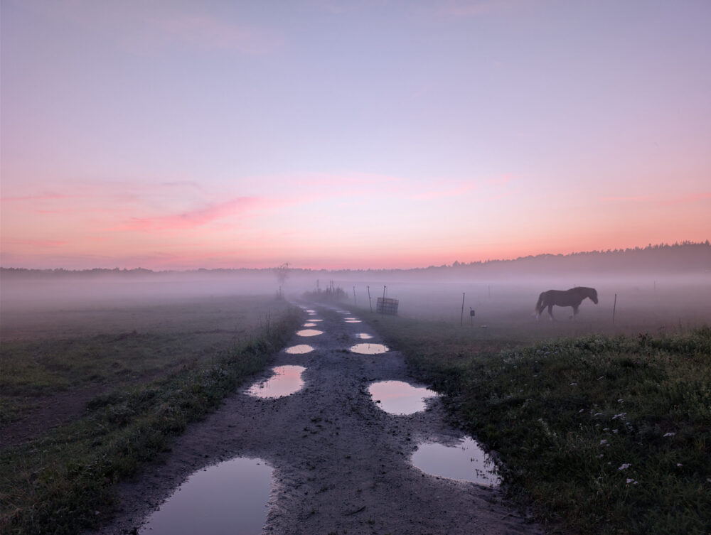 Horses in the Fog